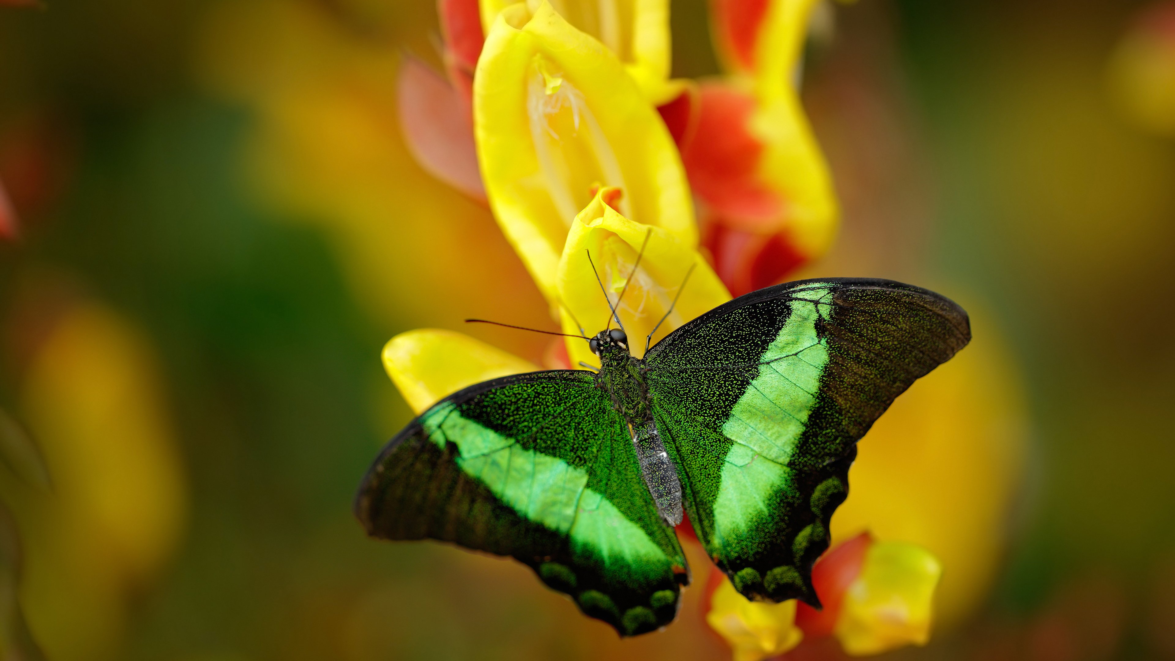 开云体育APP下载-冰川时代，欧冠半决赛的维京战吼与贝蒂斯之殇