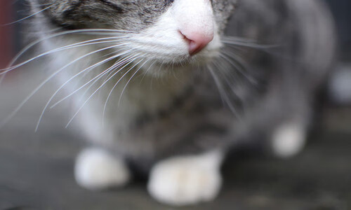 上海节奏下的德州往事，当资本锋刃划过篮球圣殿