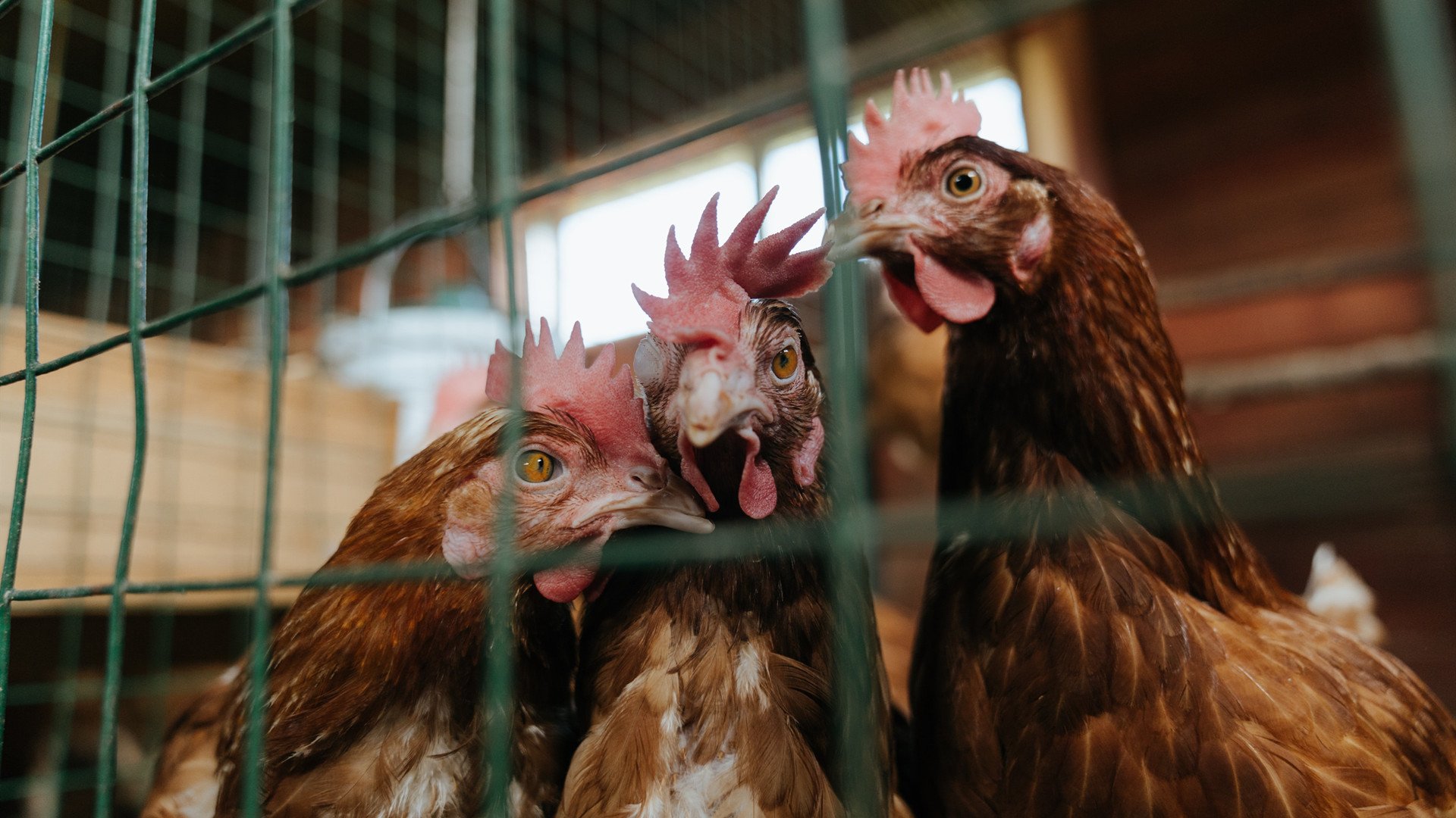 开云体育中国-深圳数据风暴席卷亚特兰大，东决异次元之战背后的镜像缠斗