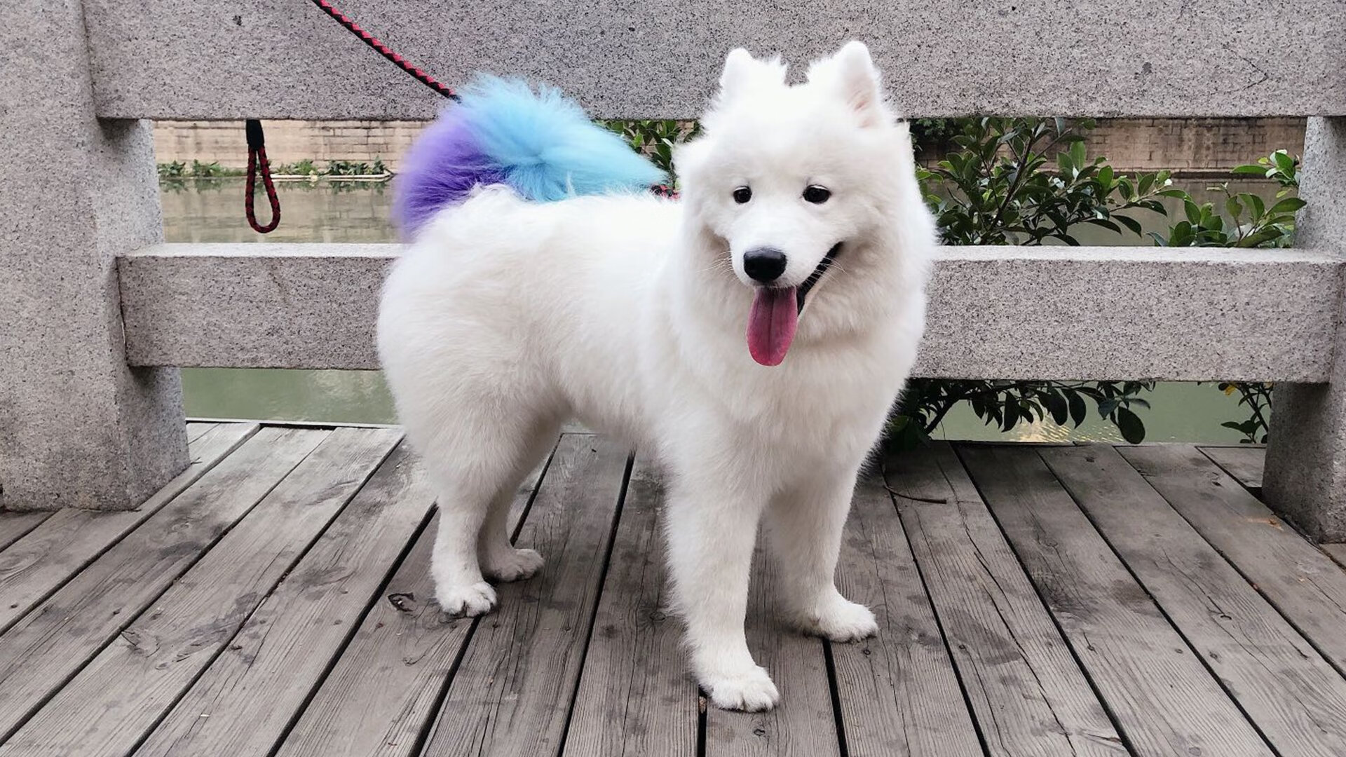 北非雄鹰折戟绿茵，马里决胜局奇袭葡萄牙，美加墨见证历史逆转夜