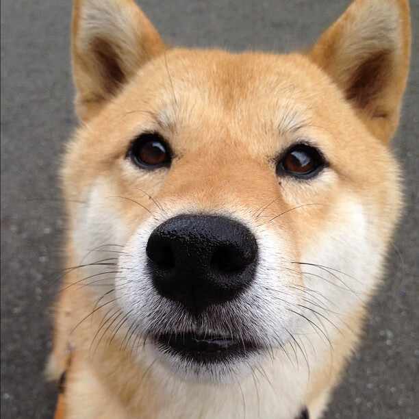 保罗跨时空联袂广东队，硬仗中主宰比赛走向胜尼克斯