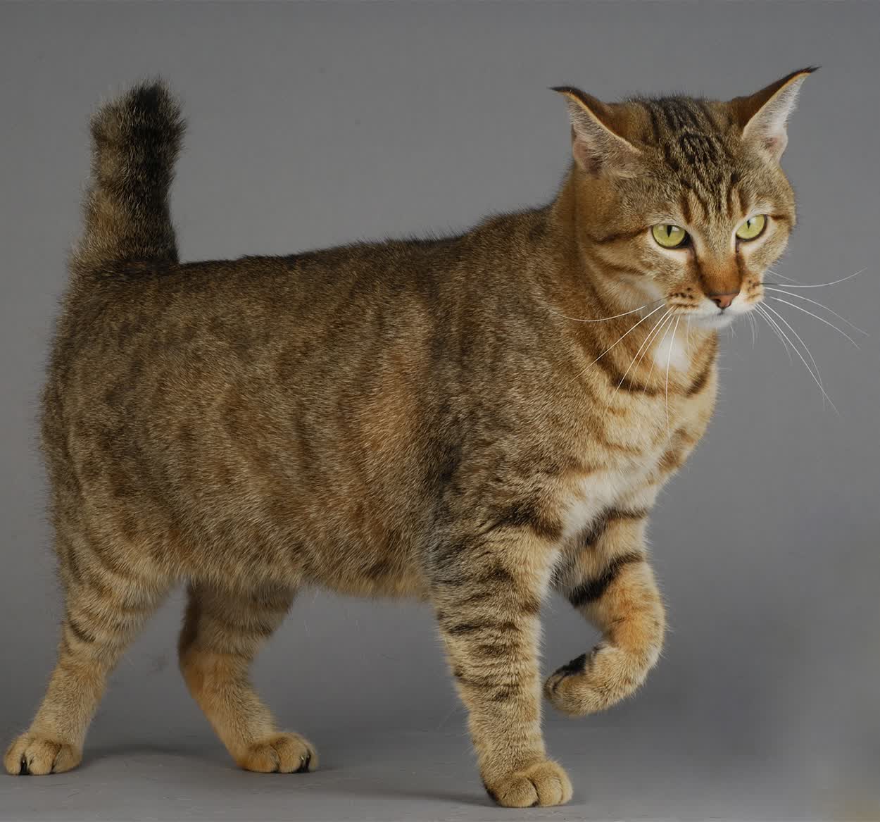 开云体育app-猛龙血拼尼克斯！锡安31+8+4打碎质疑，一记宇宙重扣定格教科书之夜
